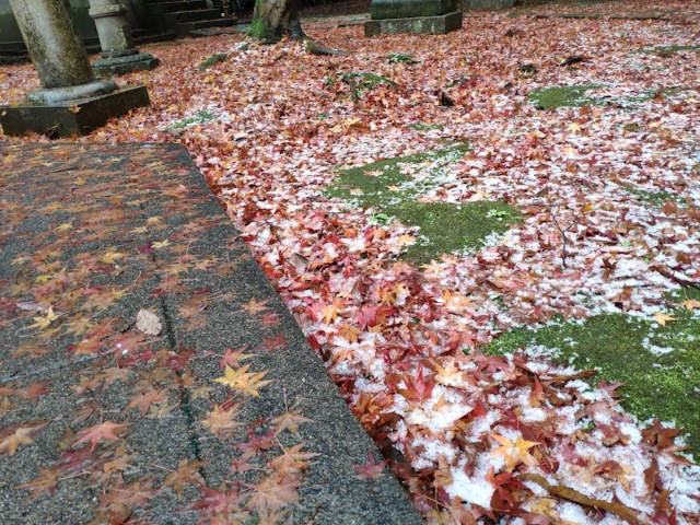 f:id:hitachibana:20201220152333j:image