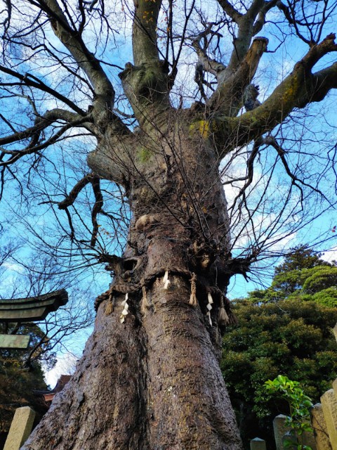 f:id:hitachibana:20201220152356j:image