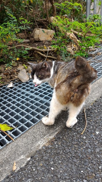 f:id:hitachibana:20210523030445j:image
