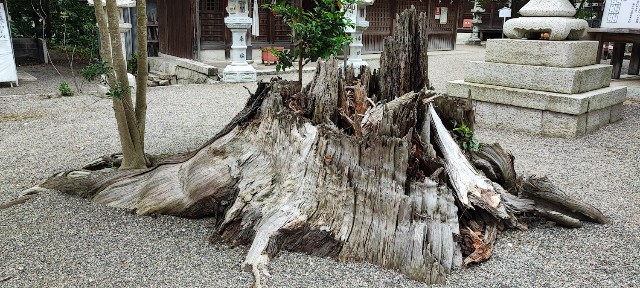 f:id:hitachibana:20220701020708j:image