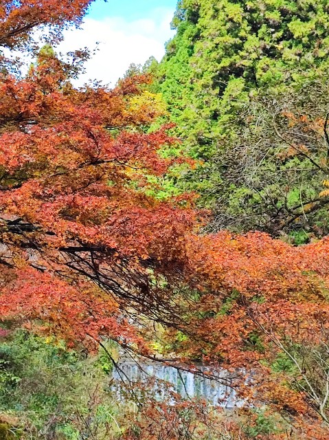 f:id:hitachibana:20221217103326j:image