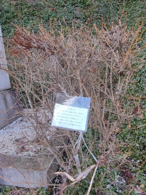f:id:hitachibana:20230226013817j:image