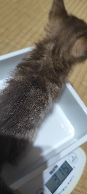 f:id:hitachibana:20230424092647j:image
