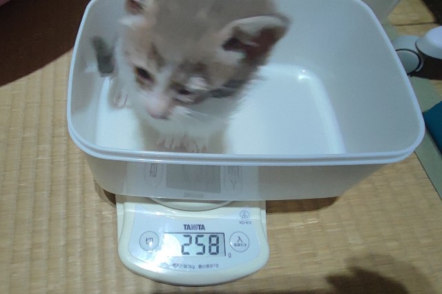 f:id:hitachibana:20230424233305j:image