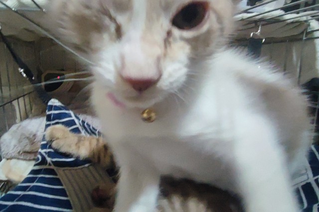 f:id:hitachibana:20230621224124j:image