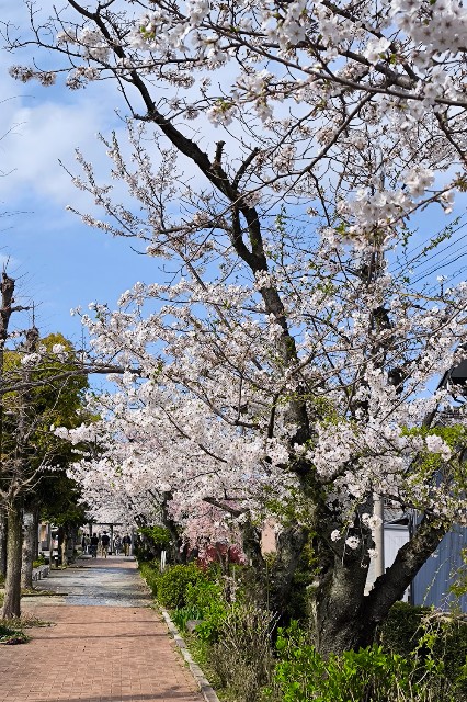 f:id:hitachibana:20240414232919j:image