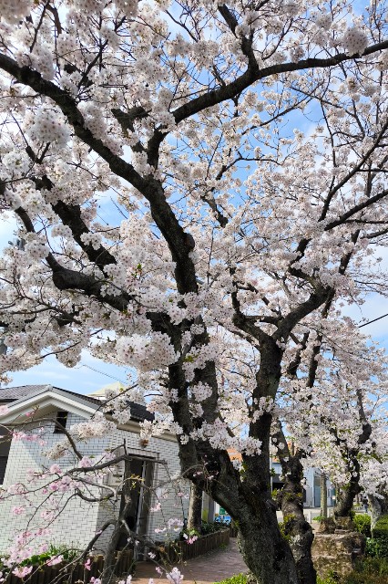 f:id:hitachibana:20240414232938j:image