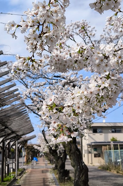 f:id:hitachibana:20240414232951j:image