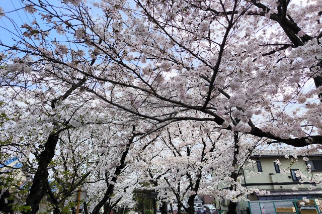 f:id:hitachibana:20240414233021j:image