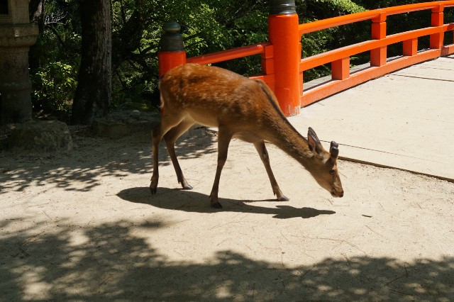 f:id:hitachibana:20240616174735j:image