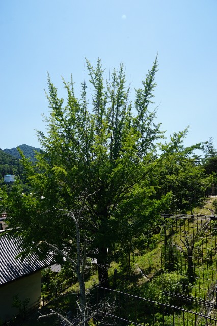 f:id:hitachibana:20240617010249j:image
