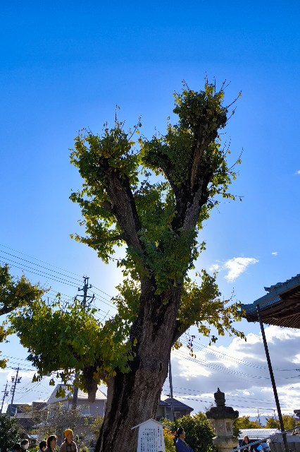 f:id:hitachibana:20241205173254j:image