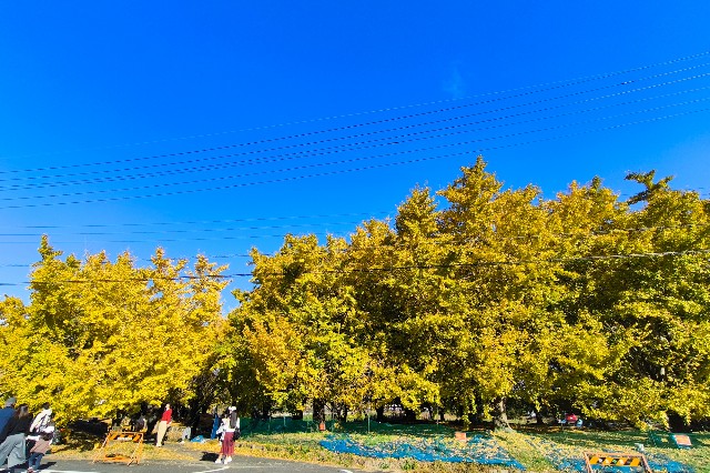 f:id:hitachibana:20241205173325j:image