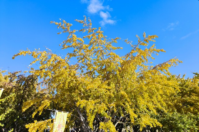 f:id:hitachibana:20241205173405j:image