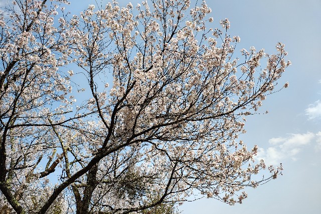 f:id:hitachibana:20250425070337j:image