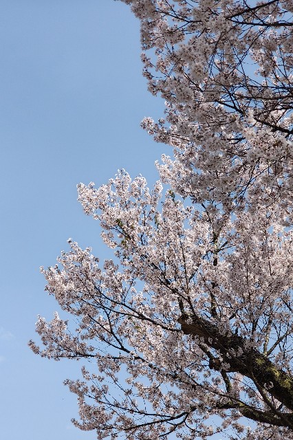 f:id:hitachibana:20250425070456j:image