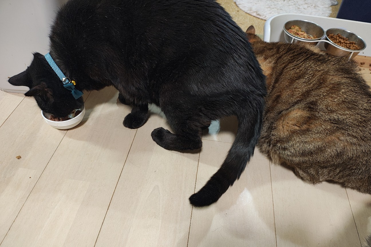 f:id:hitachibana:20260224003404j:image