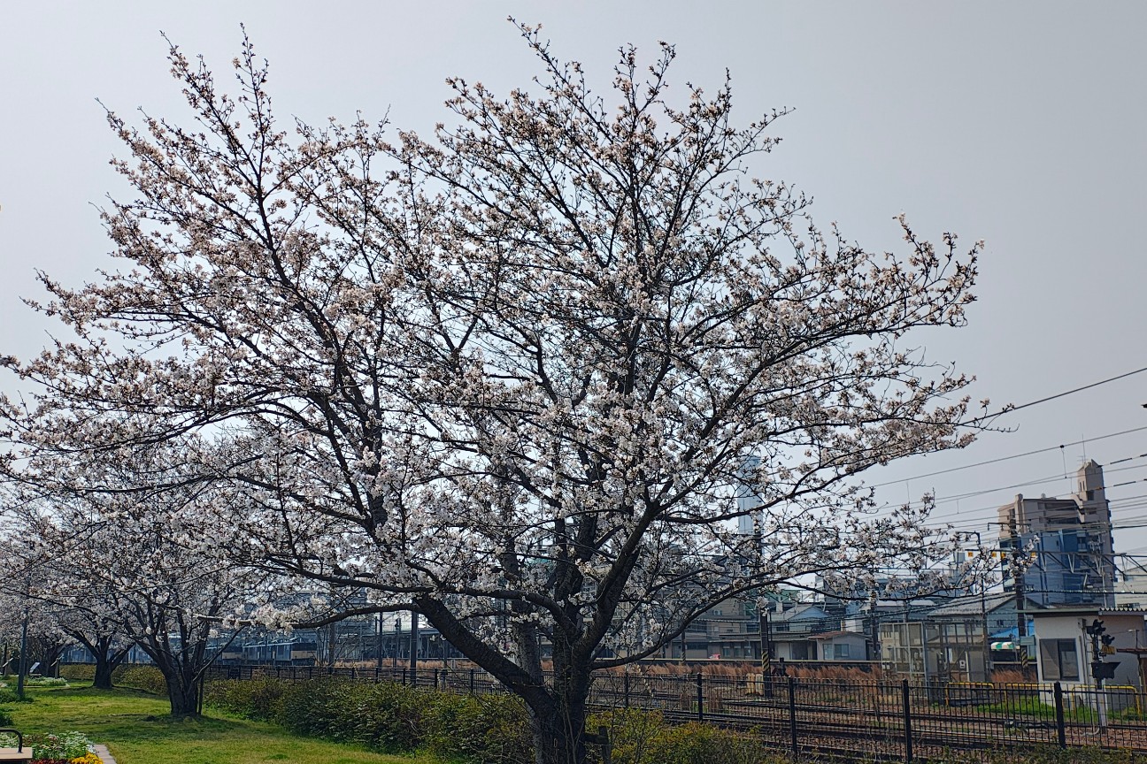 f:id:hitachibana:20260330201640j:image