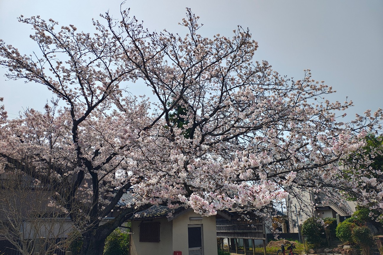 f:id:hitachibana:20260330201646j:image