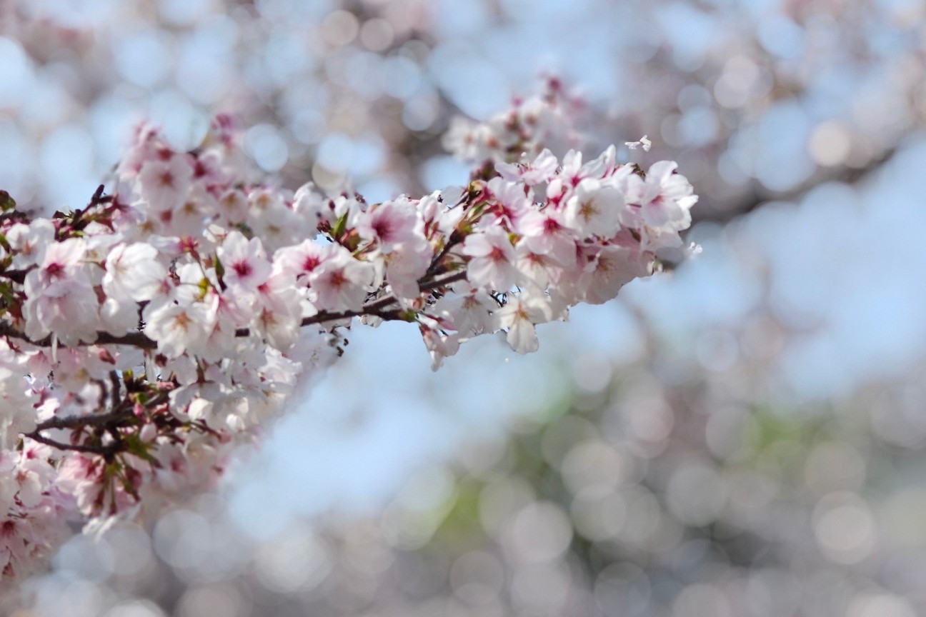 f:id:hitachibana:20260330201648j:image
