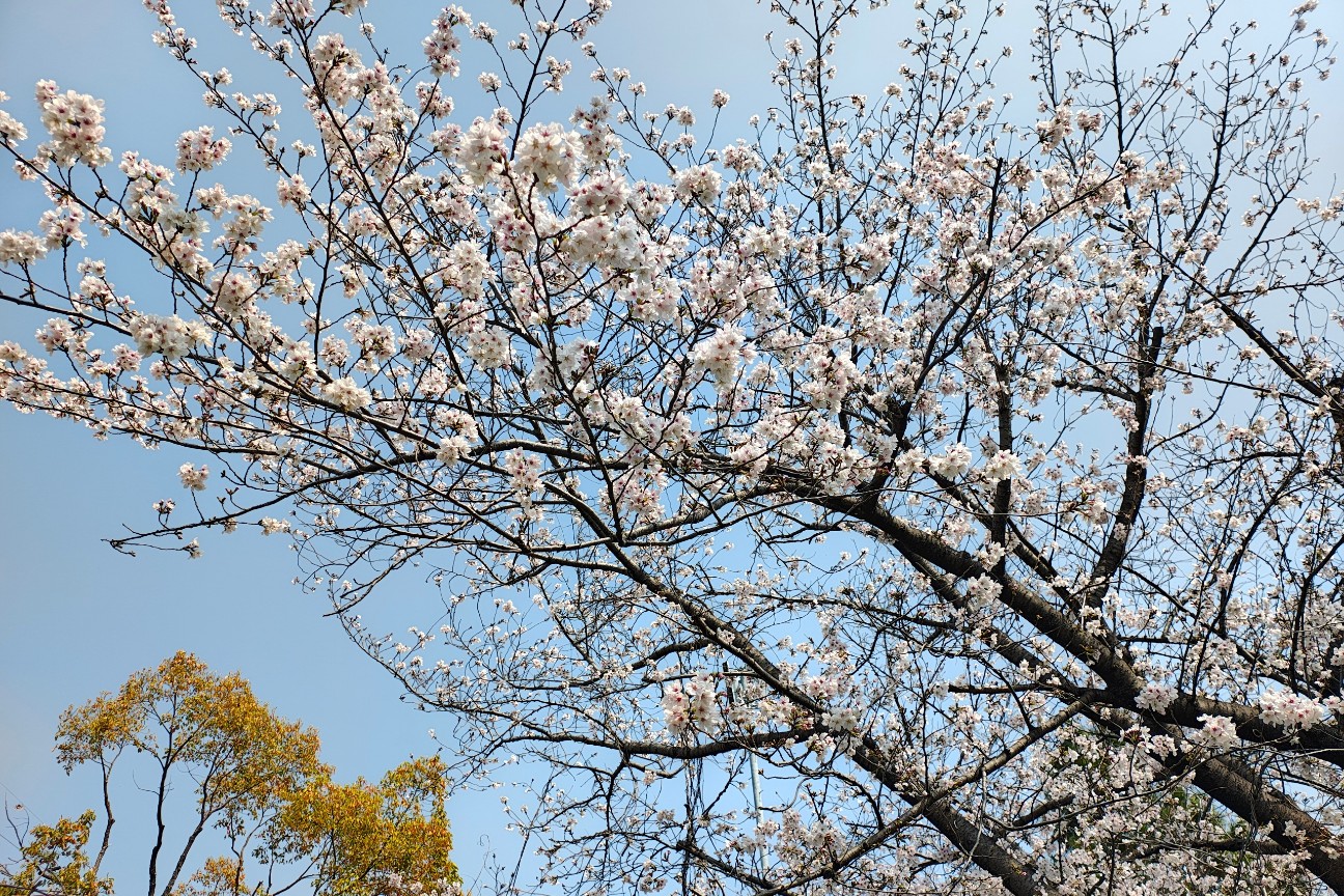 f:id:hitachibana:20260330201649j:image