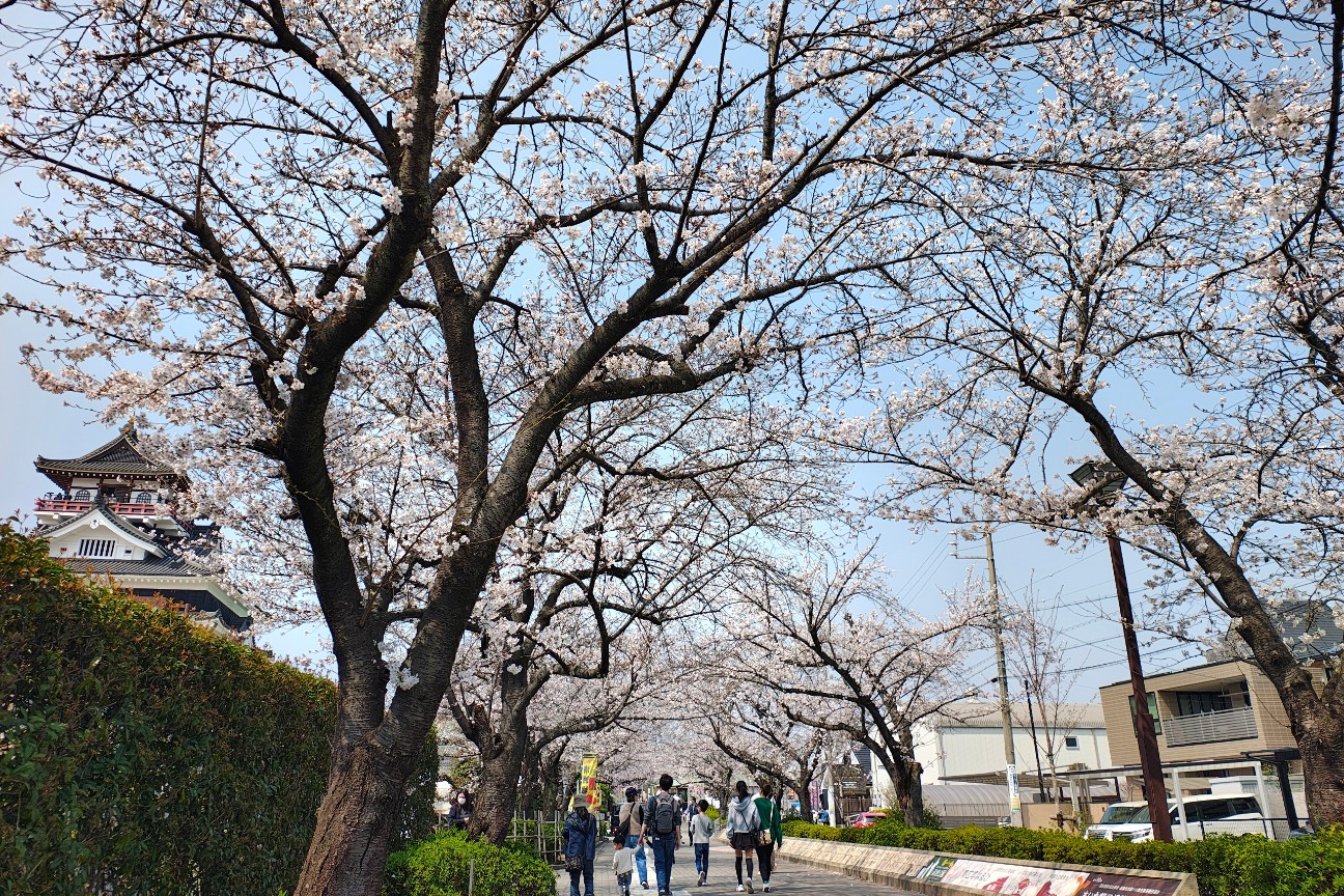 f:id:hitachibana:20260330201652j:image