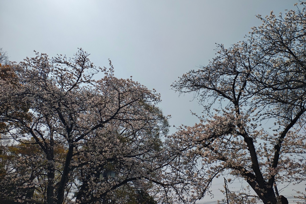 f:id:hitachibana:20260330201658j:image