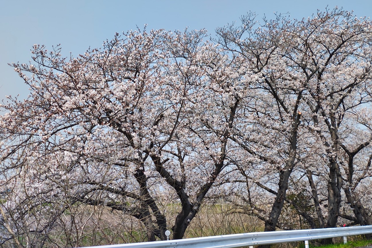 f:id:hitachibana:20260330201706j:image