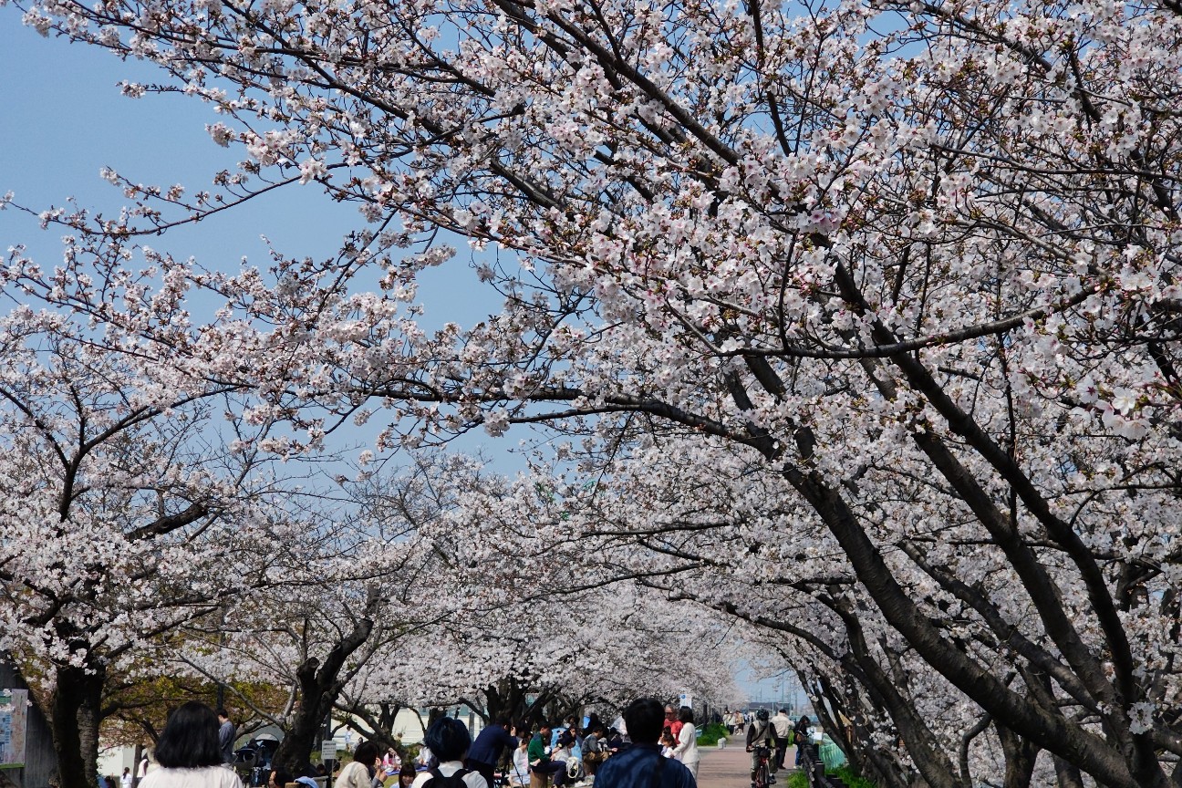 f:id:hitachibana:20260330201721j:image