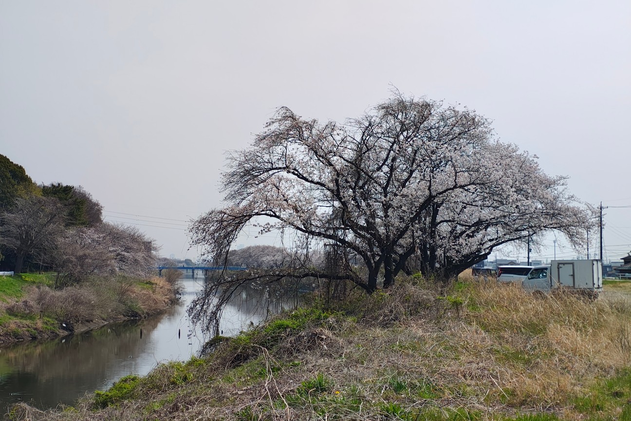 f:id:hitachibana:20260330201728j:image