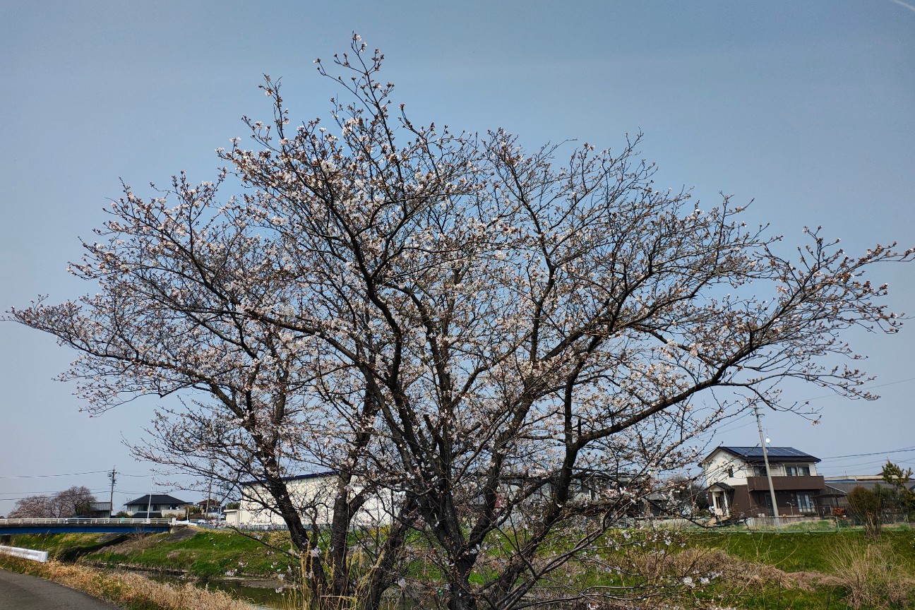 f:id:hitachibana:20260330201732j:image