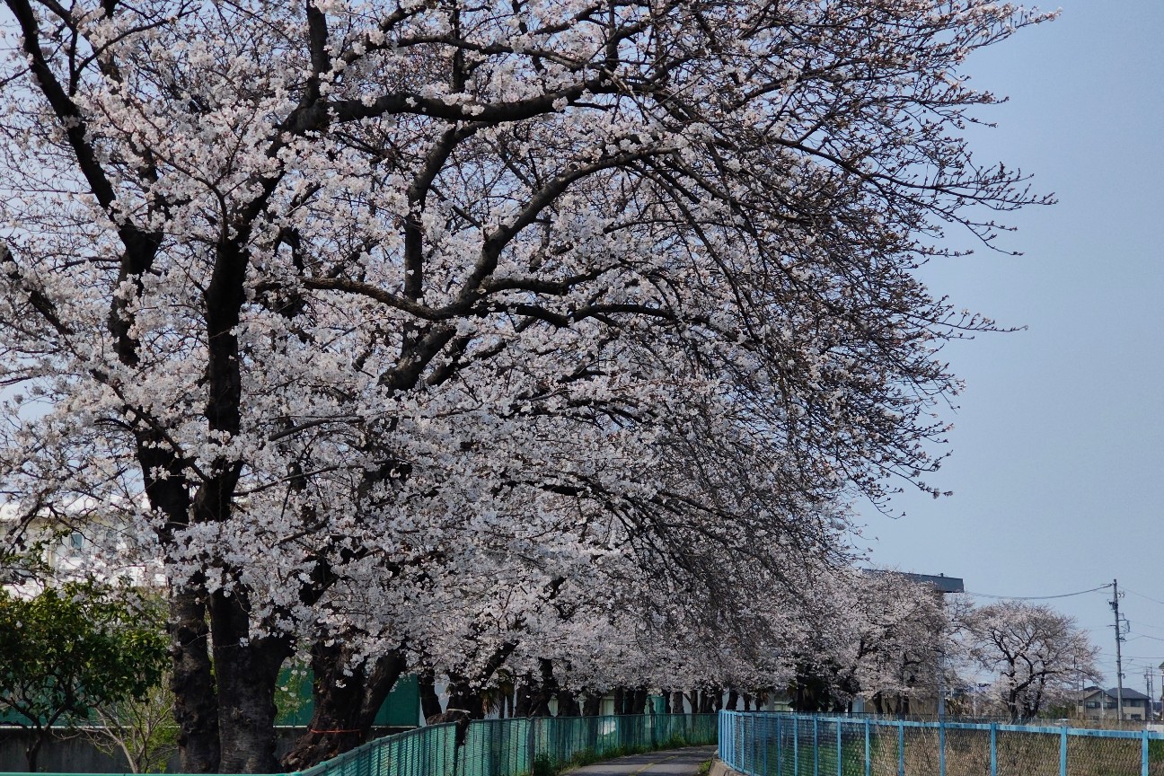 f:id:hitachibana:20260330201736j:image