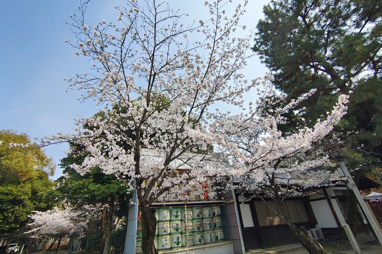 f:id:hitachibana:20260330201758j:image