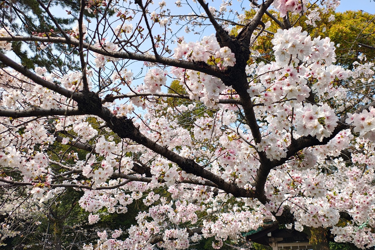 f:id:hitachibana:20260330201811j:image