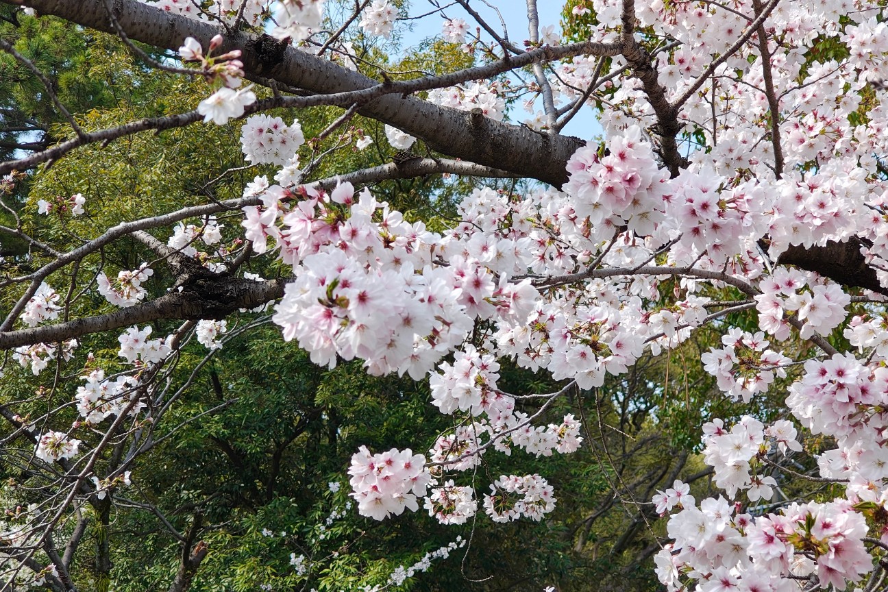f:id:hitachibana:20260330201813j:image