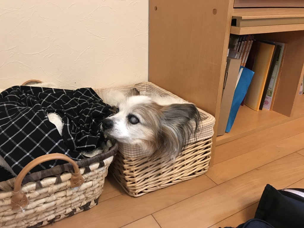 f:id:hito-inu:20180504200451j:plain