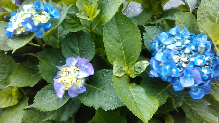 f:id:hito0hira:20200607193609j:plain