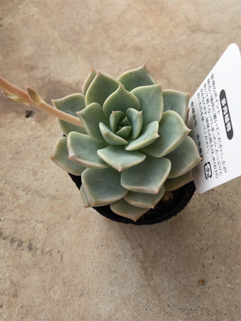 f:id:hito5824:20190323005235j:image