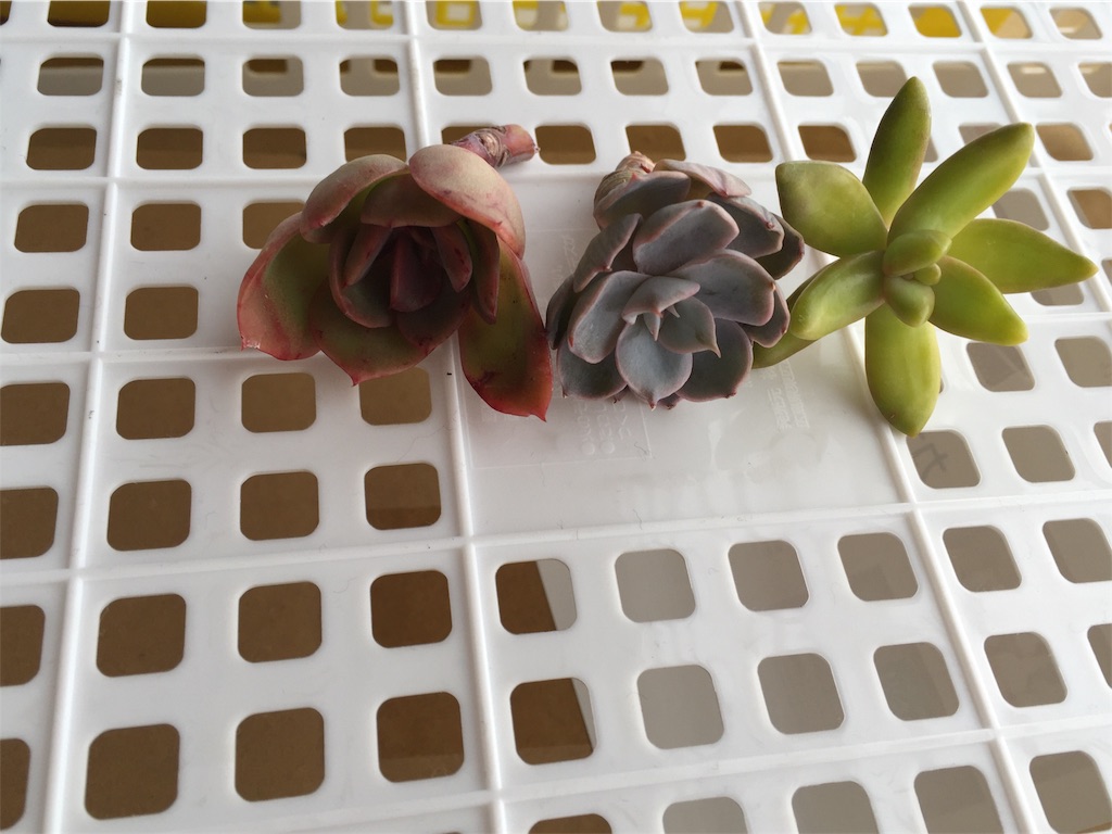 f:id:hito5824:20190323124312j:image