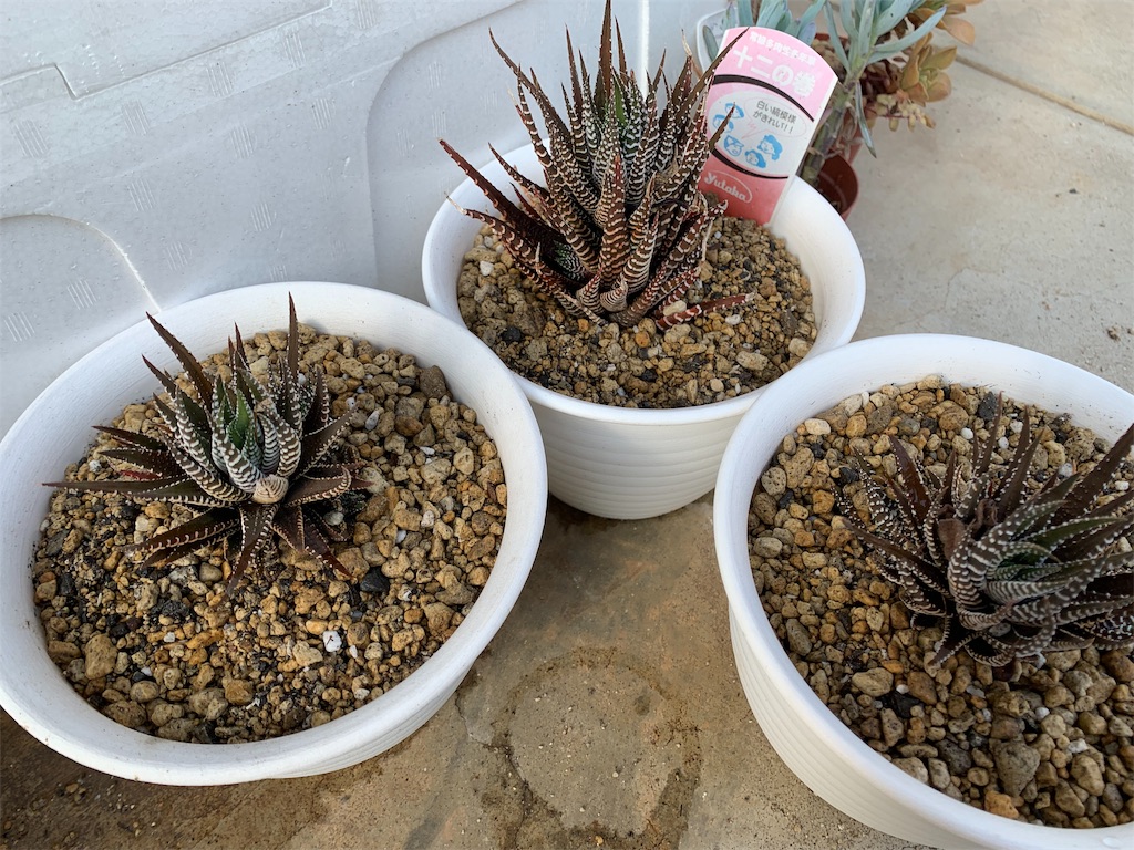 f:id:hito5824:20190410003737j:image f:id:hito5824:20190410003737j:image