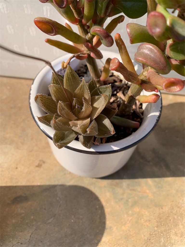 f:id:hito5824:20190410232531j:image