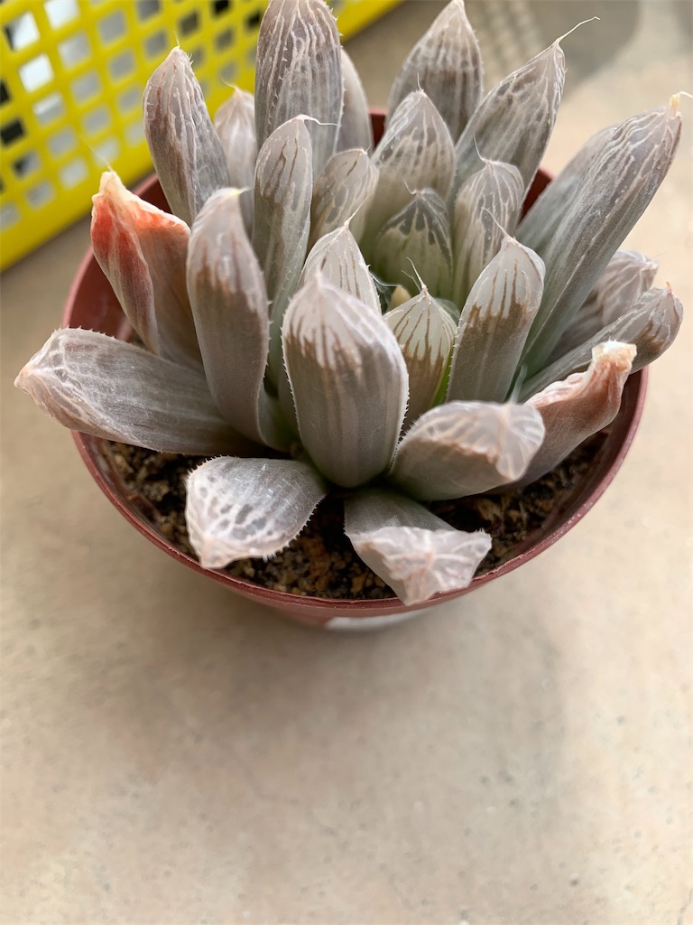 f:id:hito5824:20190423102001j:image f:id:hito5824:20190423102001j:image