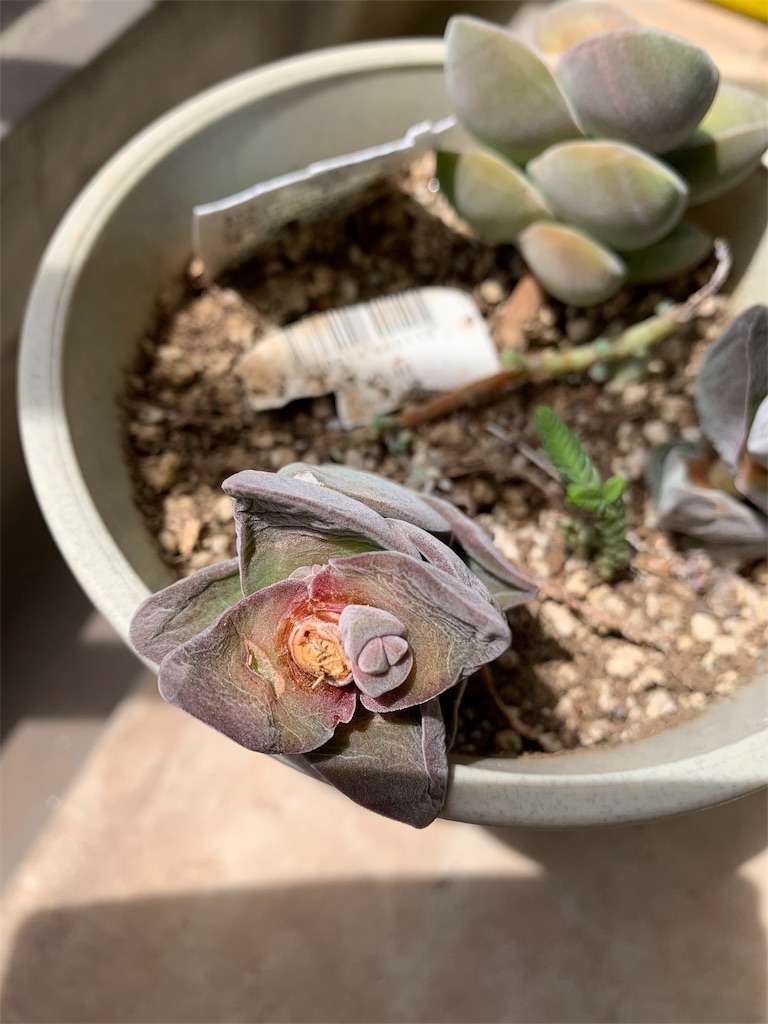 f:id:hito5824:20190423110454j:image