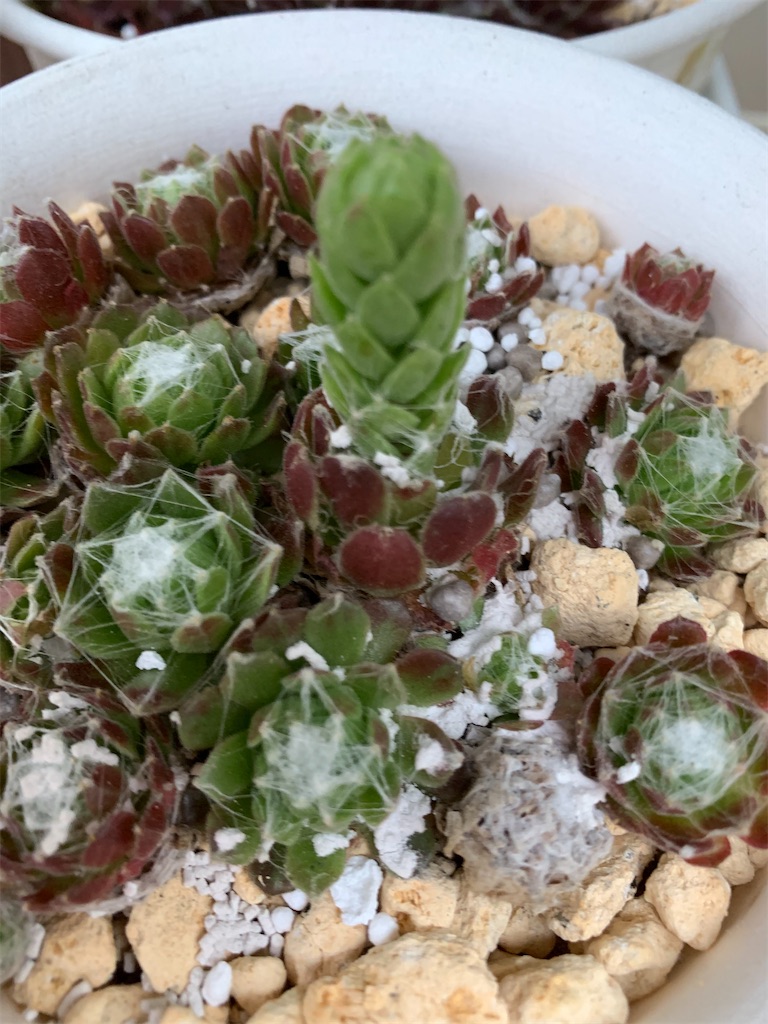 f:id:hito5824:20210611212433j:image f:id:hito5824:20210611212433j:image