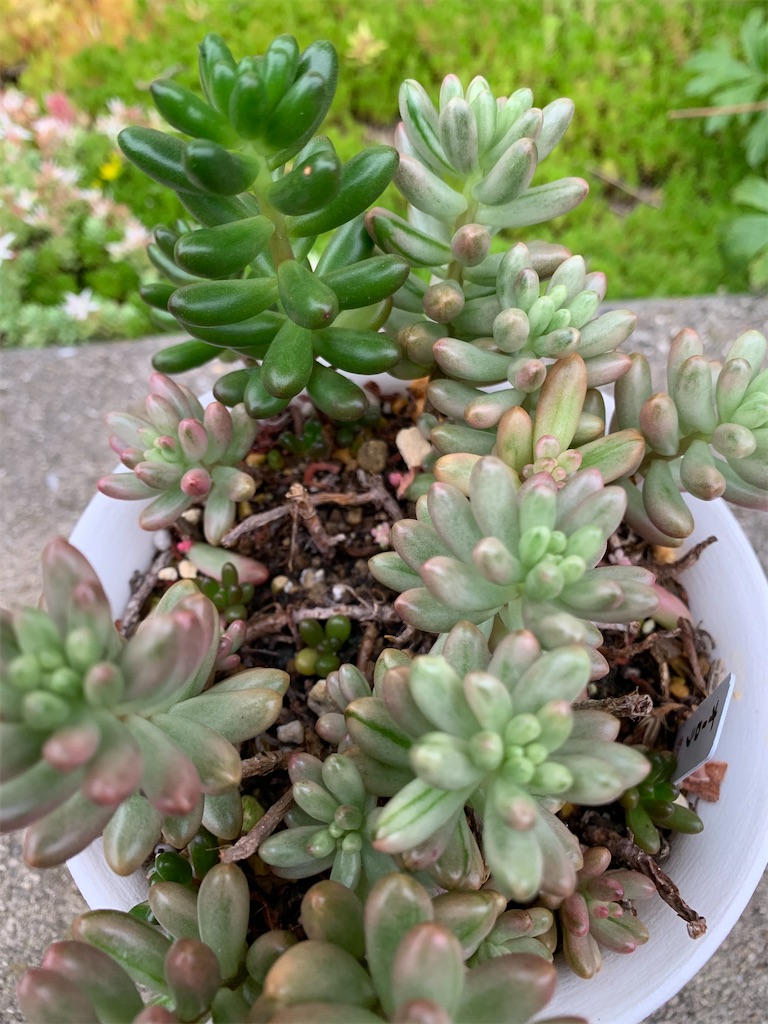 f:id:hito5824:20210611212442j:image f:id:hito5824:20210611212442j:image