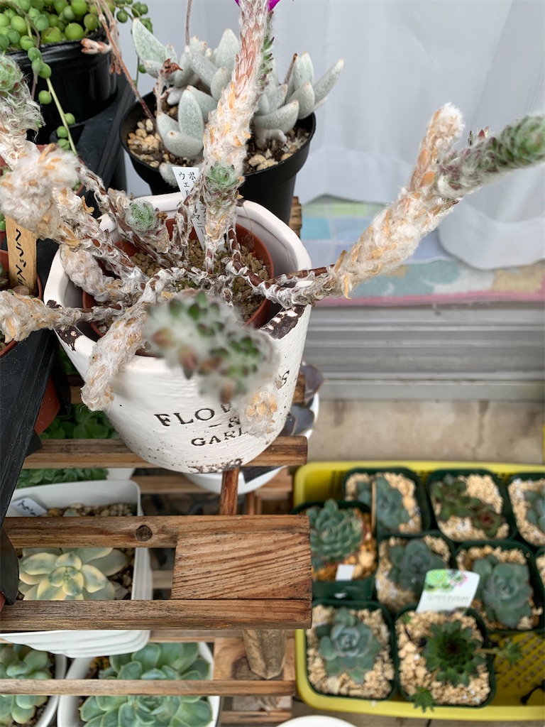 f:id:hito5824:20210627231123j:image f:id:hito5824:20210627231123j:image