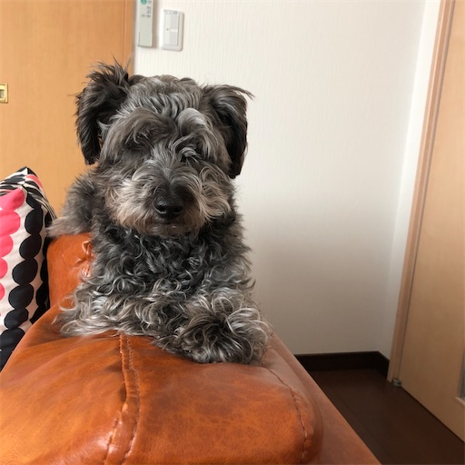 f:id:hitohito1223:20200325100915j:image