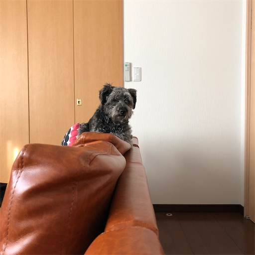 f:id:hitohito1223:20200325100925j:image