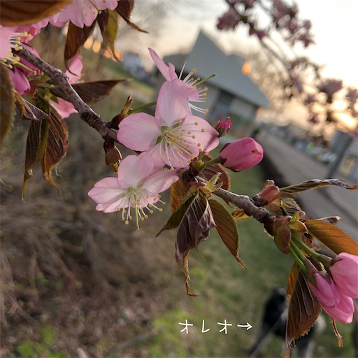 f:id:hitohito1223:20200503201111j:image