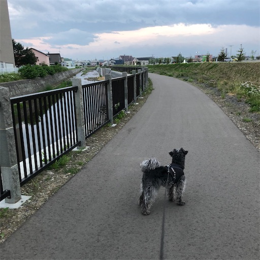 f:id:hitohito1223:20200613000110j:image f:id:hitohito1223:20200613000110j:image